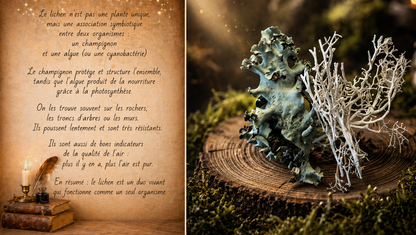 Collier Brocéli "Lichen"